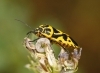 Eurydema ventralis Eurydema ventralis