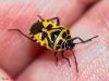 Eurydema ventralis Eurydema ventralis