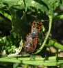 Eurydema ventralis Eurydema ventralis