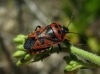 Eurydema ventralis Eurydema ventralis