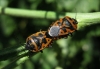 Eurydema ventralis Eurydema ventralis