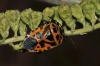 Eurydema ventralis Eurydema ventralis