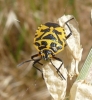 Eurydema ventralis Eurydema ventralis