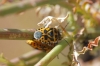 Eurydema ventralis Eurydema ventralis