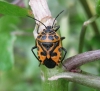 Eurydema ventralis Eurydema ventralis