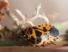 Eurydema ventralis Eurydema ventralis
