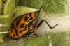 Eurydema ventralis Eurydema ventralis
