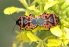 Eurydema ventralis Eurydema ventralis