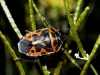 Eurydema ventralis Eurydema ventralis