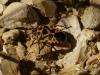 Eurydema ventralis Eurydema ventralis
