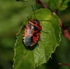 Eurydema ventralis Eurydema ventralis
