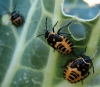 Eurydema ventralis Eurydema ventralis