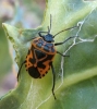 Eurydema ventralis Eurydema ventralis