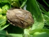 Eurygaster sp.