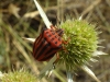 Graphosoma semipunctatum