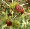 Graphosoma semipunctatum