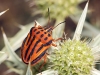 Graphosoma semipunctatum