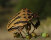 Graphosoma semipunctatum