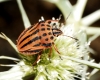 Graphosoma semipunctatum