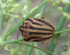 Graphosoma semipunctatum