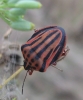 Graphosoma semipunctatum