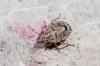 Holcogaster fibulata Holcogaster fibulata