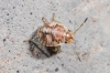 Holcogaster fibulata Holcogaster fibulata