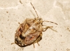 Holcogaster fibulata Holcogaster fibulata
