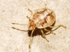 Holcogaster fibulata Holcogaster fibulata