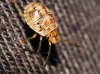 Holcogaster fibulata Holcogaster fibulata