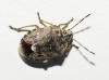 Holcogaster fibulata Holcogaster fibulata