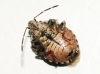 Holcogaster fibulata Holcogaster fibulata