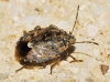 Holcogaster fibulata Holcogaster fibulata