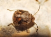 Holcogaster fibulata Holcogaster fibulata