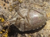 Holcostethus cf. sphacelatus Holcostethus cf. sphacelatus