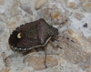 Holcostethus cf. sphacelatus Holcostethus cf. sphacelatus