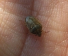 Neottiglossa leporina Neottiglossa leporina