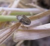 Neottiglossa leporina