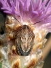 Neottiglossa leporina Neottiglossa leporina