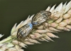 Neottiglossa leporina Neottiglossa leporina