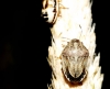 Neottiglossa leporina Neottiglossa leporina