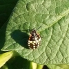 Nezara viridula