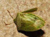 Nezara viridula