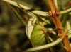 Nezara viridula