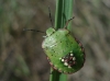 Nezara viridula