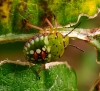 Nezara viridula