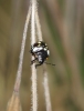 Nezara viridula