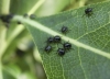 Nezara viridula