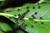 Nezara viridula