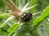 Nezara viridula